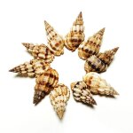 Coquillages de forme conique pour décoration de mariage, artisanat de bricolage, 10 pièces Coquillages de forme conique pour décoration de mariage, artisanat de bricolage, 10 pièces