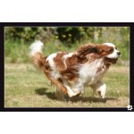 La course folle du cavalier king charles