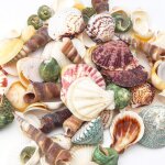 Ensemble de coquillages, 50 - 70 pcs coquillages naturels assortis pour lartisanat vase fillers party ...