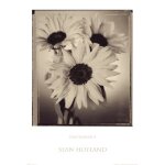 Fleurs - flowers - sean hoyland - affiche / poster envoi en tube