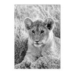 Peinture sur toile avec imprim animal noir et blanc, elphant sauvage africain, zbre lion, affiche ...