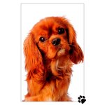Portrait du cavalier king charles