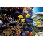 Tropical fish & coral - poissons - 61x91, 5cm - affiche / poster envoi en tube