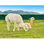 Dcouverte des animaux coffret cadeau smartbox