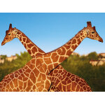 Passion animaux coffret cadeau smartbox