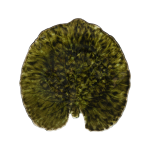 Assiette gr�s feuille alch�mille riviera foret