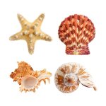 D�coration auto - collante coquillages