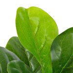 Vidaxl plante artificielle avec pot feuilles de figuier vert 90 cm
