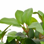 Vidaxl plante artificielle avec pot laurier vert 40 cm