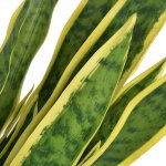 Vidaxl plante artificielle avec pot sansevire 90 cm vert
