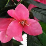 Vidaxl plante artificielle de rhododendron avec pot 155cm vert et rose