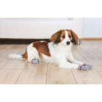 Chaussettes anti drapantes pour chien l xl