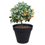 Pot de fleur toscane  80 cm anthracite 170l