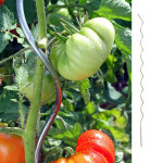 Tuteur a tomates galvanise 1, 80m