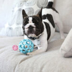 Balle jw hol - ee roller trend - ee couleur pastel tailles : - small