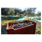 Apiculture. net - mat�riel apicole fran�ais lot de 6 caisses ajour�es empilables 34 litres pour fruits ...