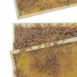 Apiculture. net - mat�riel apicole fran�ais kit p�dagogique photos pour cadres dadant corps et hausse ...