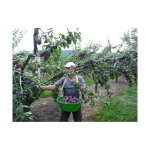 Le kangourou panier ventral 15l