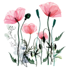 Ambiance - sticker stickers fleurs coquelicots chic