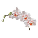 Ambiance - sticker sticker fleur d'orchid�e
