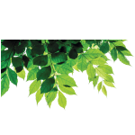 Ambiance - sticker sticker nature feuilles des arbres clochettes de chine