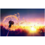 Ambiance - sticker sticker t�te de lit pissenlit au coucher du soleil