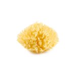 Eponge de mer honeycomb jaune Eponge de mer honeycomb jaune