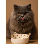 Lot de 2 gamelles pour chat en cramique blanc imprim