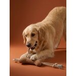 Lot jouets chien noisette