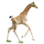 Puzzle i am lil' - girafe multicolor