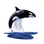 Puzzle i am lil' - orque multicolor