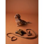 Set promenade pour chien : harnais + laisse + collier caf
