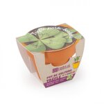 Trfle  4 feuilles en pot de culture vert