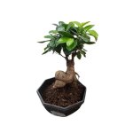 1 pianta di ficus ginseng bonsai vaso 17cm piante da interno