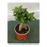 1 pianta di ficus microcarpa ginseng vaso 12cm da interno 1 pianta di ficus microcarpa ginseng vaso 12cm da interno