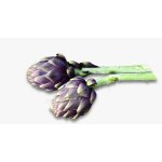 10 graines a semer - le grenier d'abondance - artichaut violet de provence - cynara scolymus