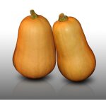 10 graines a semer - le grenier d'abondance - courge butternut - cucurbita moschata 10 graines a semer - le grenier d'abondance - courge butternut - cucurbita moschata