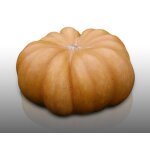 10 graines a semer - le grenier d'abondance - courge musquee de provence - curcurbita maxima