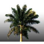 10 graines a semer - le grenier d'abondance - palmier royal - roystonea regia 10 graines a semer - le grenier d'abondance - palmier royal - roystonea regia