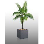 10 graines a semer - le grenier d'abondance - palmiste blanc - dictyosperma album