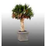 10 graines a semer - le grenier d'abondance - sabal palmetto - chou palmiste