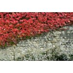 10 graines de vigne vierge