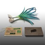 100 graines bio a semer - le grenier d'abondance - poireau bleu de solaise - certifi� ab - allium porrum ...