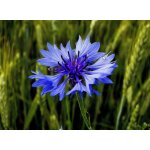 100 graines de bleuet