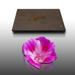 100 graines de fleurs a semer - le grenier d'abondance - godetia nain double - clarkia amoena