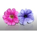 100 graines de fleurs a semer - le grenier d'abondance - petunia - petunia