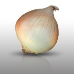 100 graines a semer - le grenier d'abondance - oignon jaune des cvennes - allium cepa