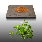 1000 graines aromatiques a semer - le grenier d'abondance - cresson al�nois commun - lepidium sativum ...