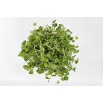 1000 graines bio a semer - le grenier d'abondance - cresson al�nois commun - certifi� ab - lepidium sativum ...