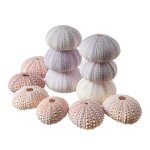 12 oursins : 6 coquillages roses et 6 coquillages violets pour loisirs creatifs et decoration